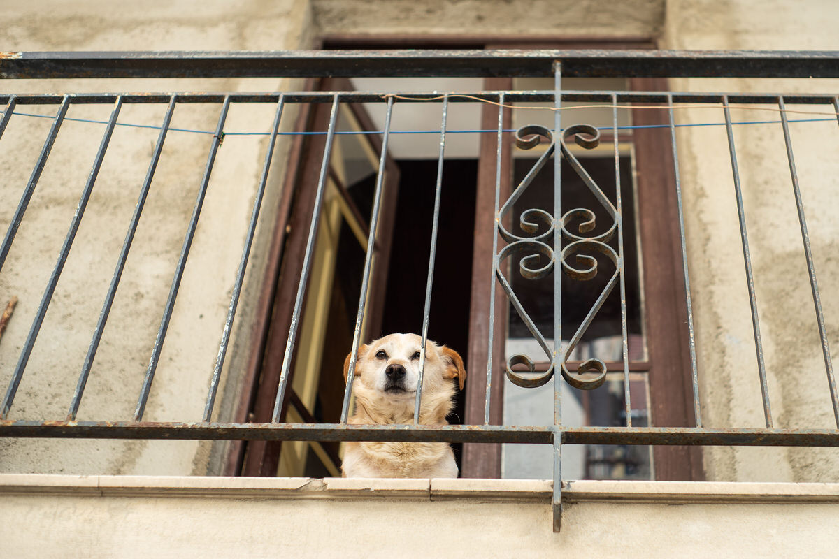 cane matrimonio